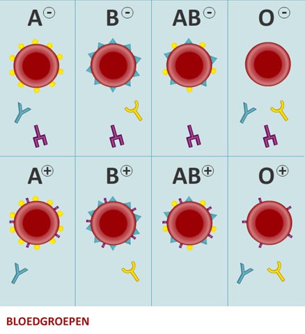 Bloedgroepen - Medische Informatie - Sikkelcelziekte - CyberPoli